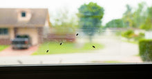 Load image into Gallery viewer, Raid 8 Pack Window Fly Trap # CDN-8PK-FTRP-RAID