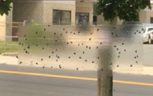 Load image into Gallery viewer, Raid 8 Pack Window Fly Trap # CDN-8PK-FTRP-RAID