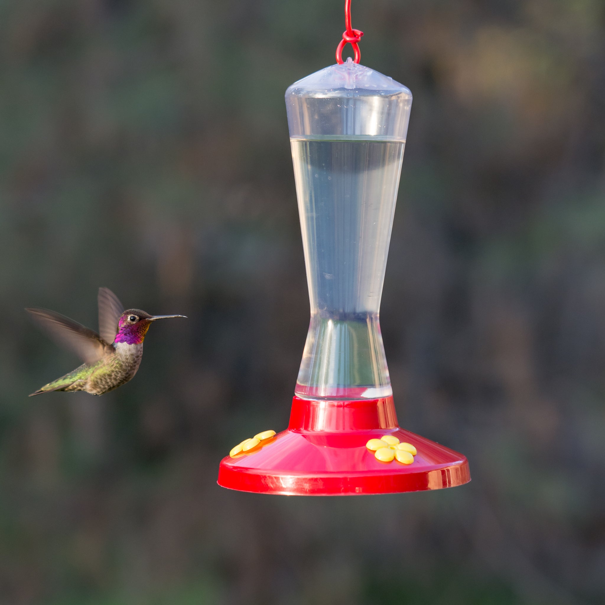 Hummingbird feeder supplies hotsell